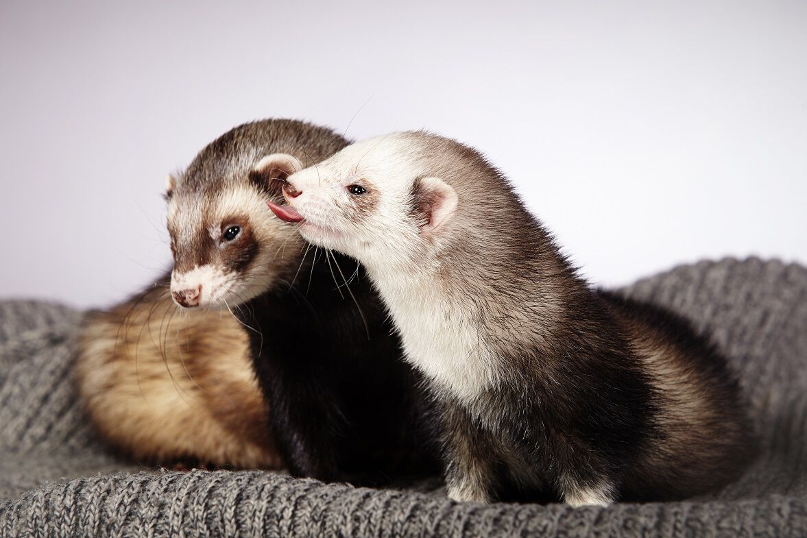Ferret pet store on sale